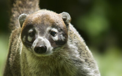 Coati