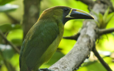 Emerald Toucanet