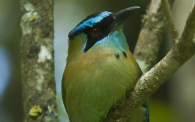 Blue-crowned Motmot