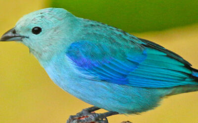 Blue-gray Tanager