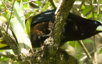 Chestnut-headed Oropendula