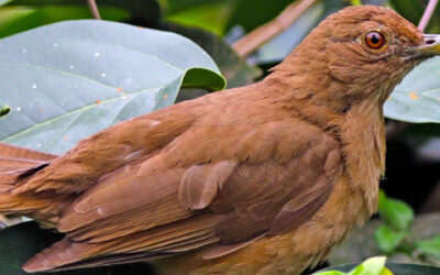 Clay-colored Thrush (Yigüirro)