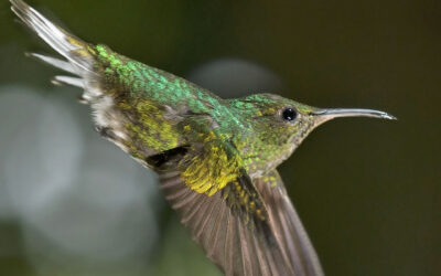 Coppery-headed Emerald