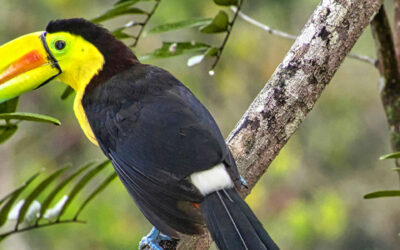 Keel-billed Toucan