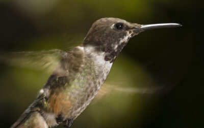 Magenta-throated Woodstar