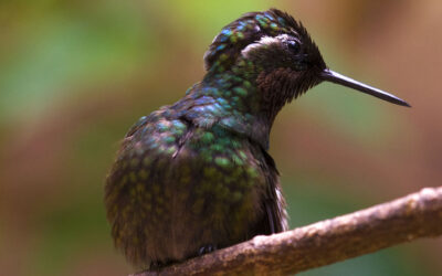 Purple-throated Mountaingem